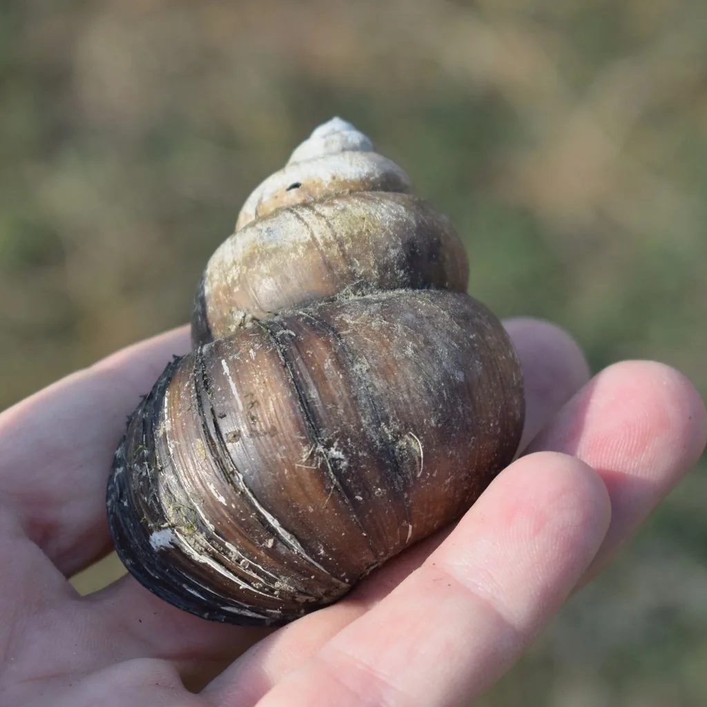 Chinese mystery snail with a large brown spiral shell held in a hand