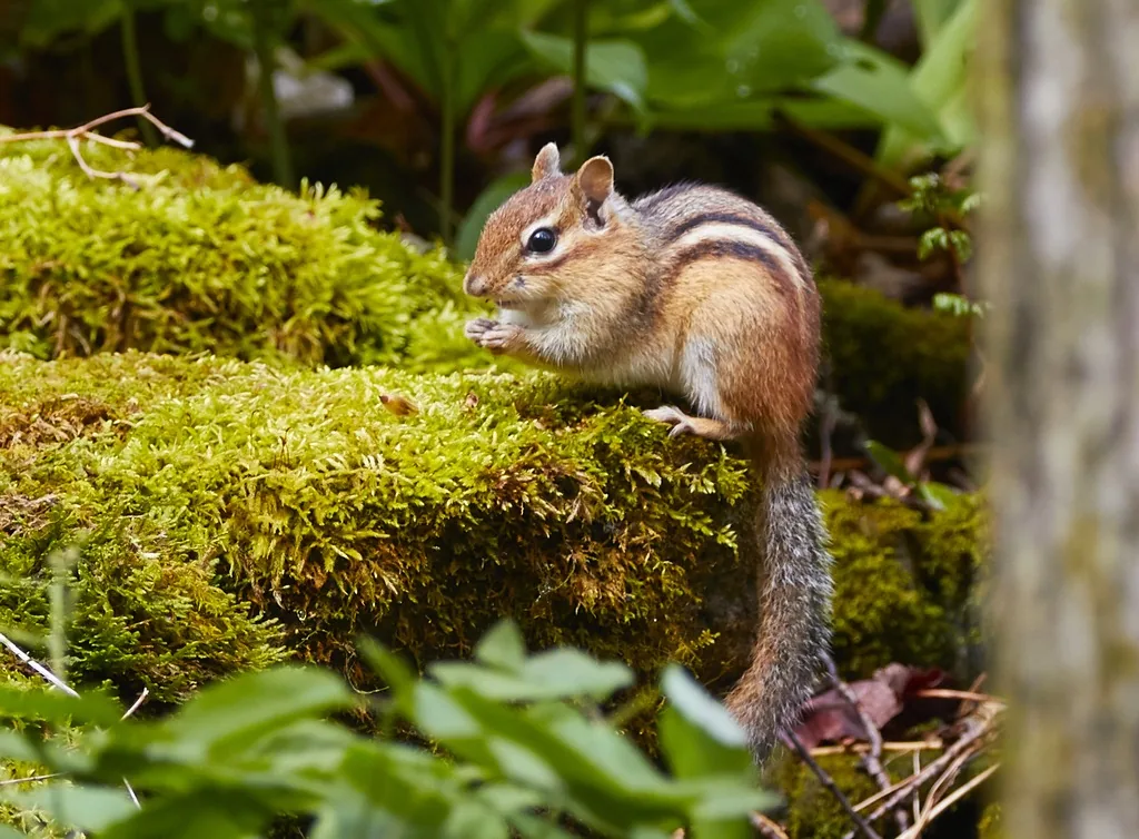 Eastern chipmunk perched on a moss-covered rock, showing the dark and pale stripes along its back and face and its reddish rump