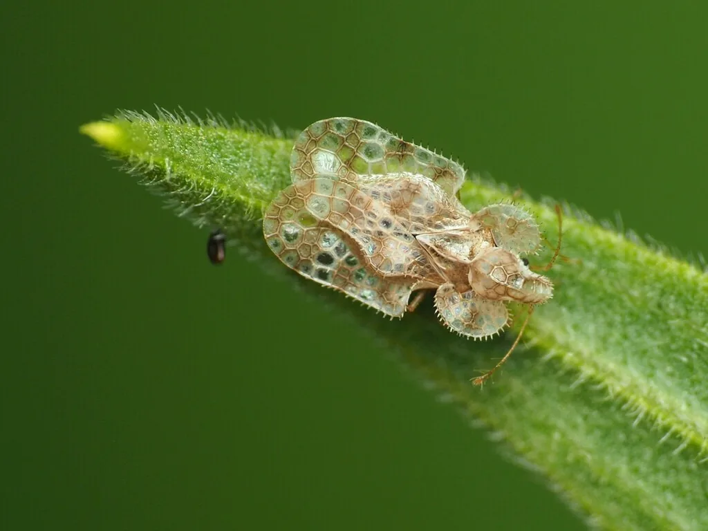 Adult chrysanthemum lace bug on a leaf tip, a tiny bug with lacy, see-through wings marked with brown