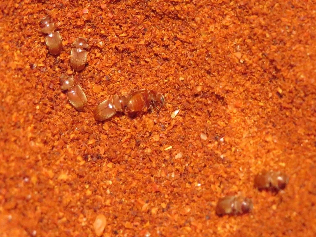 Several cigarette beetles, tiny rounded reddish-brown beetles, crawling on red chili powder