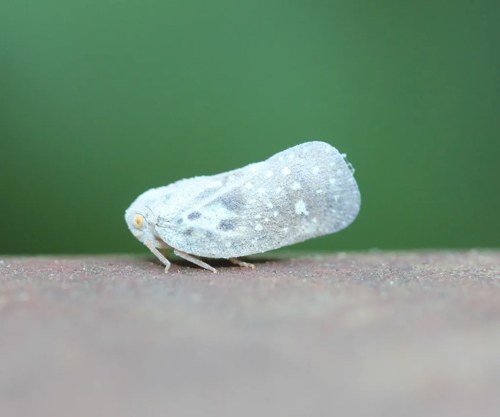 Citrus flatid planthopper, a wedge-shaped insect covered in white waxy bloom