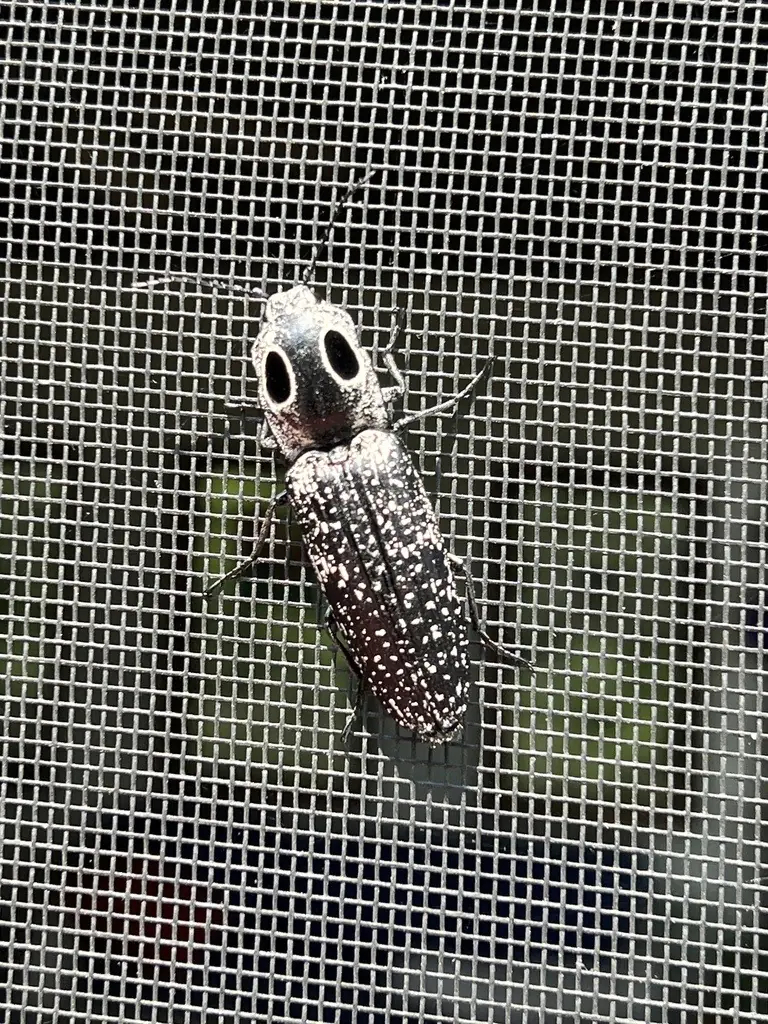 Eyed click beetle, a long black-and-white speckled beetle with two large black eyespots on the shield behind its head, on a window screen
