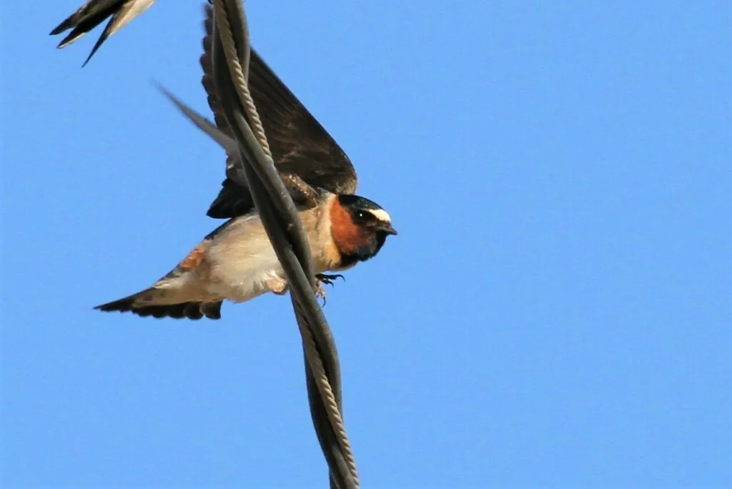 Cliff swallow clinging to a wire against a blue sky, showing its rusty throat and face, pale breast and dark blue-black back and wings