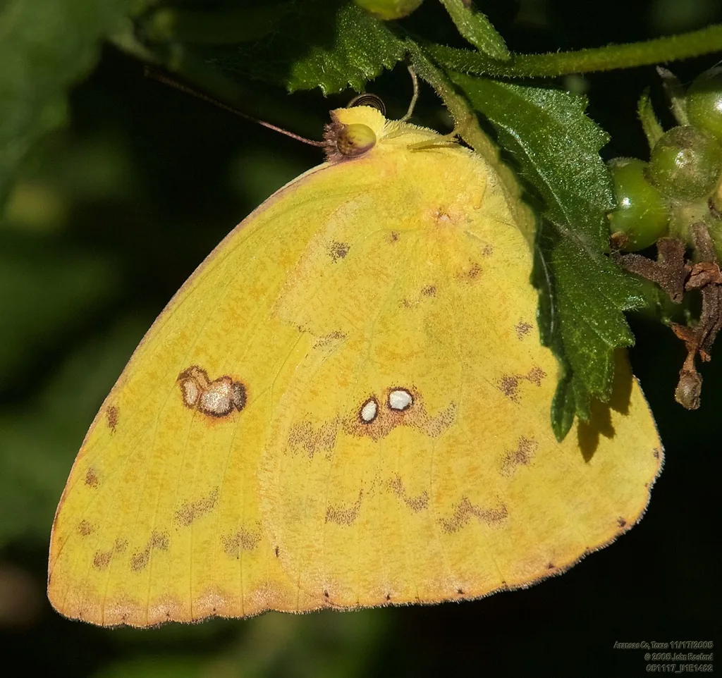 Bright yellow cloudless sulphur butterfly hanging from a leaf