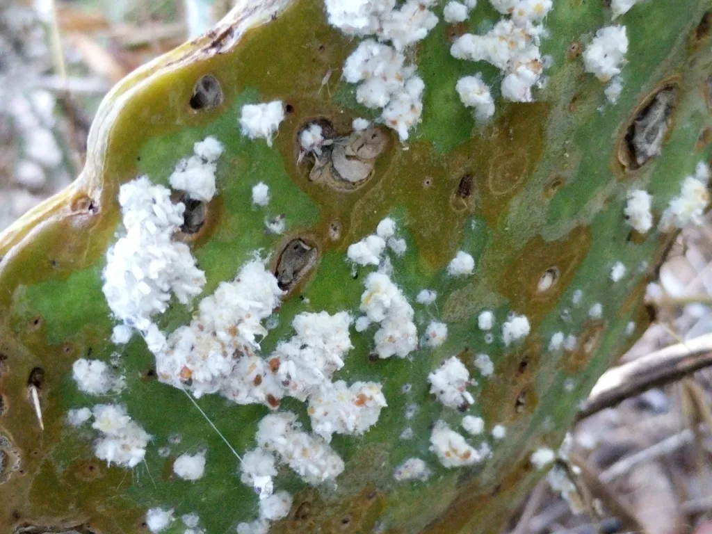Cochineal scale colonies, white cottony tufts of wax, on a prickly pear pad