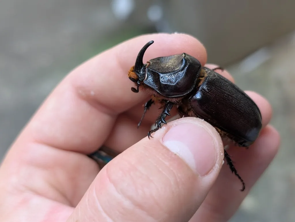 Adult coconut rhinoceros beetle, a stout black beetle with a single horn, held in a hand for scale
