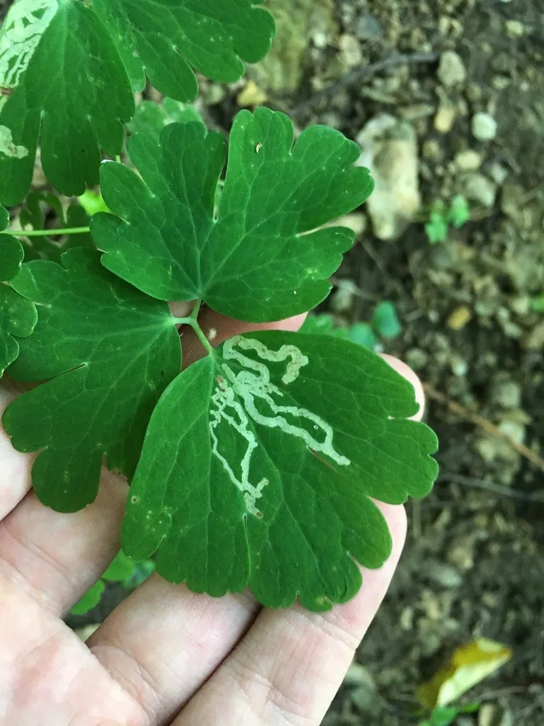 Columbine leaf with white serpentine leafminer trails