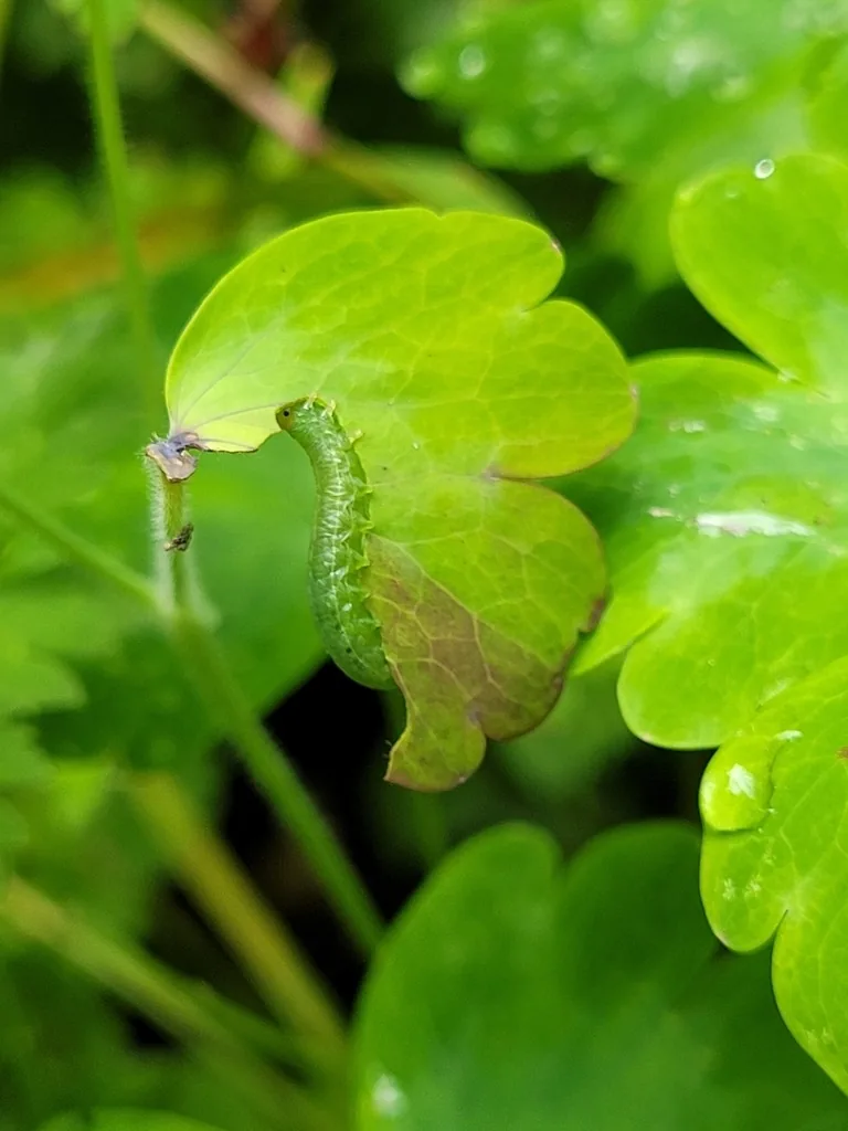 Green columbine sawfly larva feeding along a columbine leaf edge