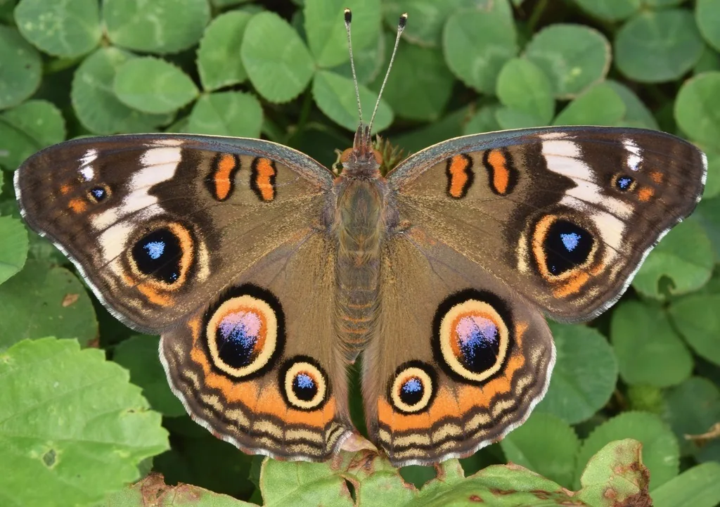 Common buckeye butterfly with large eyespots and orange bars