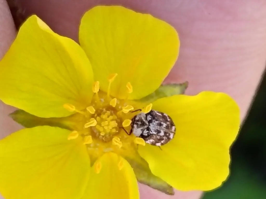 Common carpet beetle with black, white and orange scale pattern