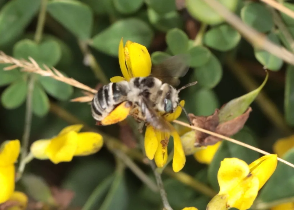 Common long-horned bee, fuzzy and striped, on a yellow flower