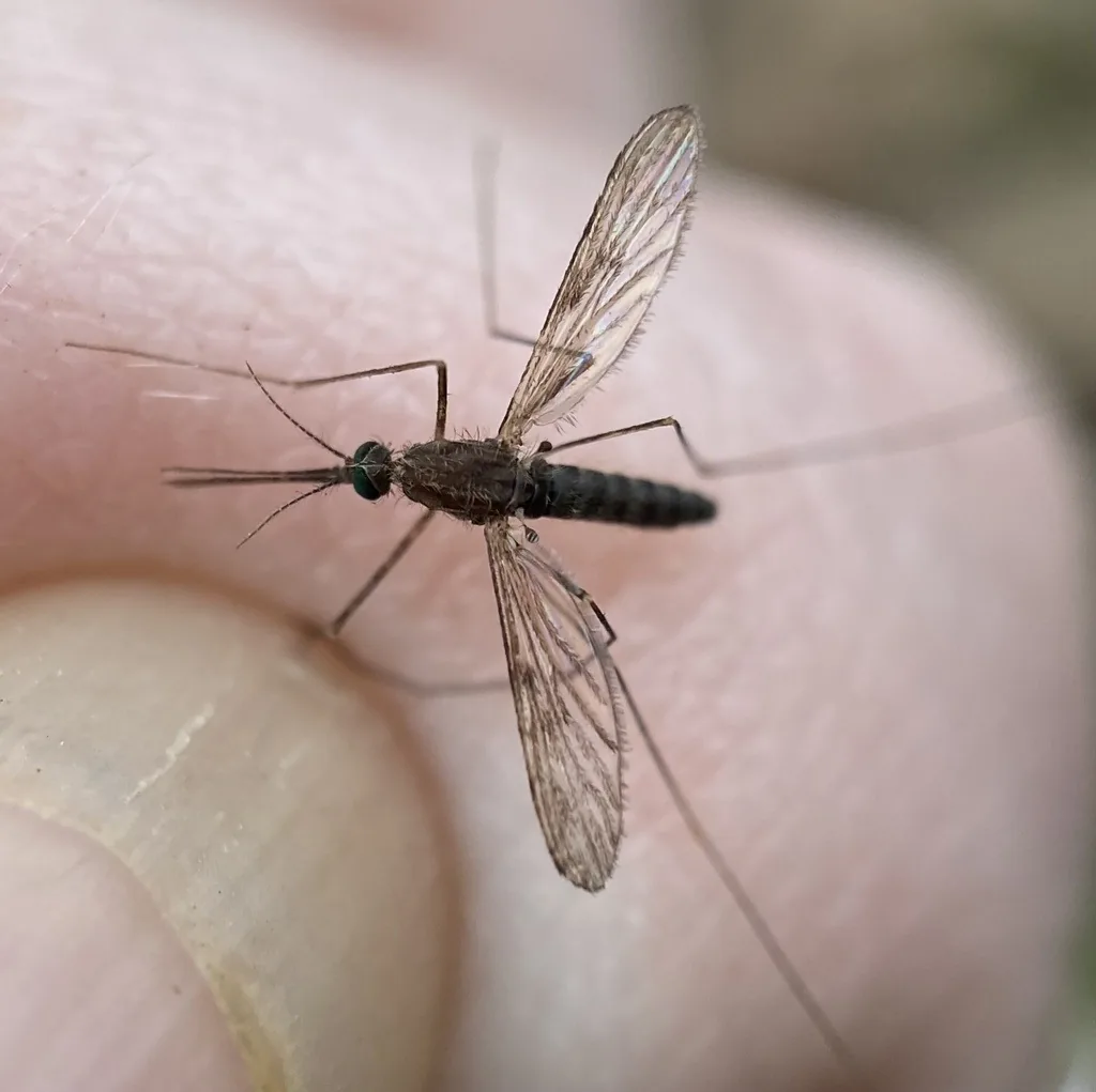 Common malaria mosquito, a dark mosquito with spotted wings, resting on a fingertip