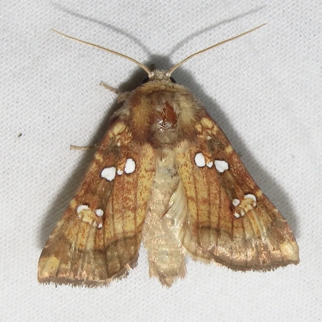 Common stalk borer moth, brown with small white spots on the forewings