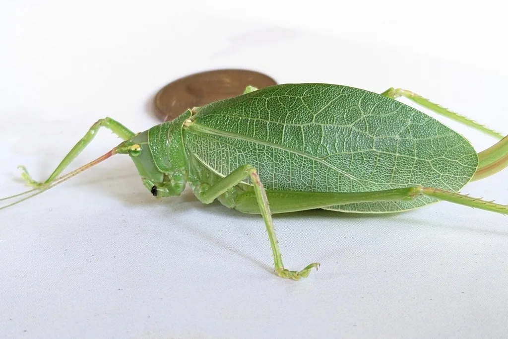Leaf-green common true katydid with cupped leaf-like wings