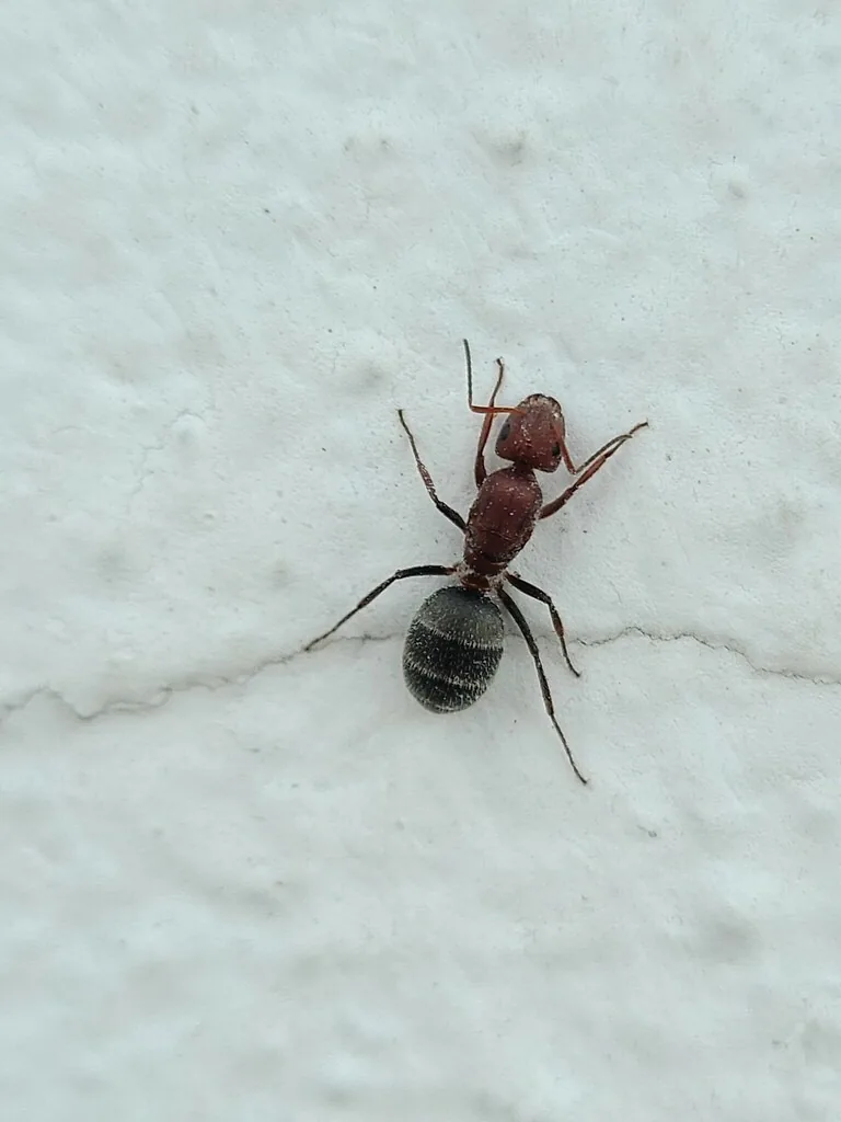 Compact carpenter ant, a small dark carpenter ant, on a white wall