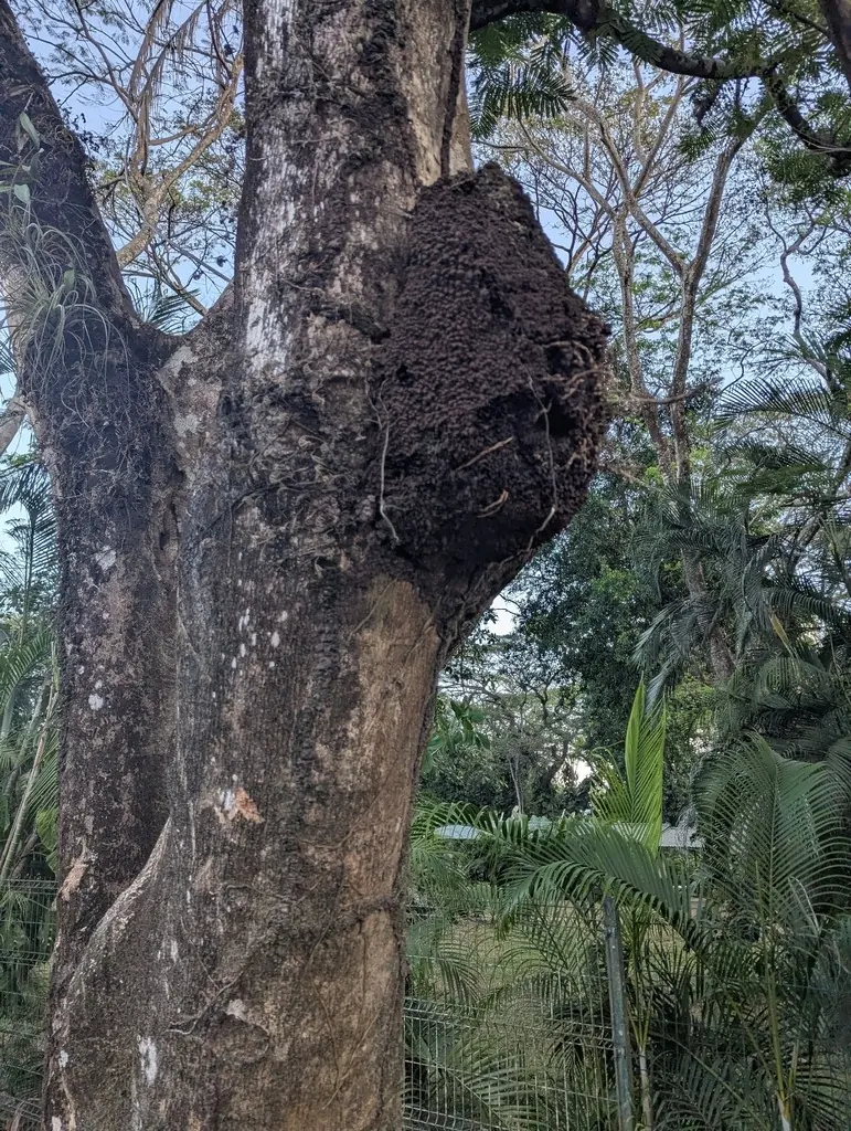 Dark brown, lumpy carton nest of conehead termites built around a tree trunk