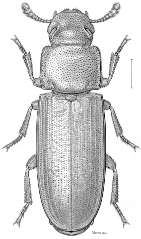 Confused flour beetle, scientific drawing, top view, 1 mm scale bar