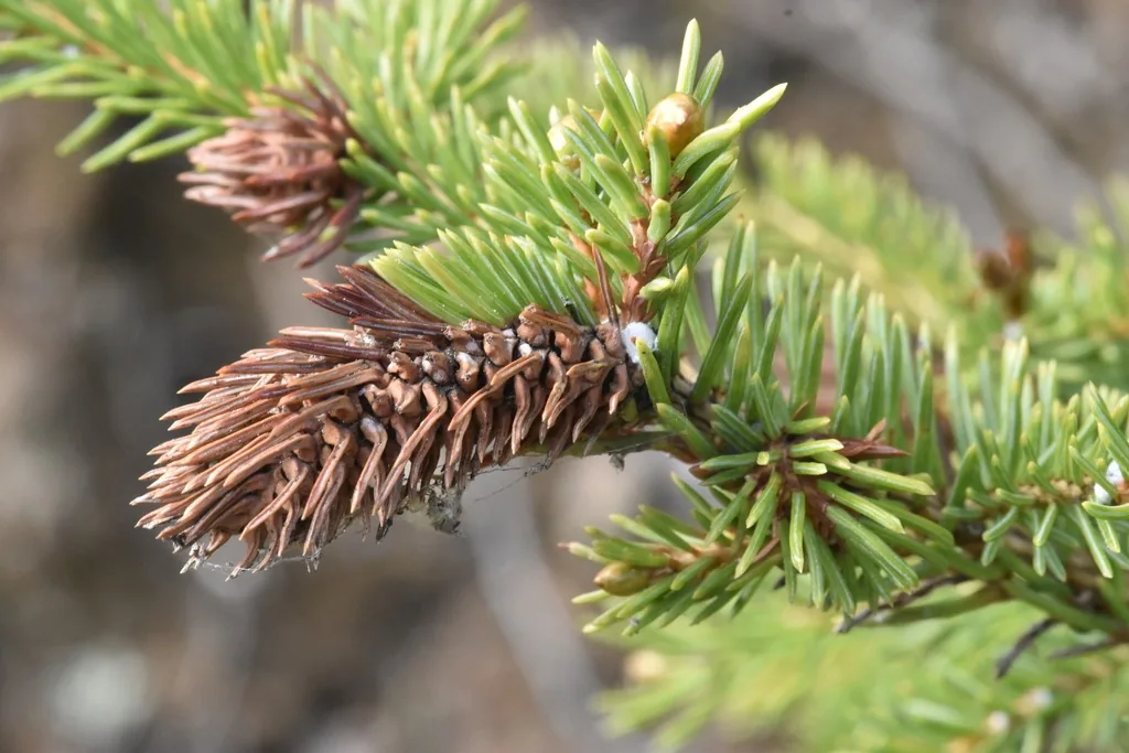 Cone-shaped Cooley spruce gall at the tip of a blue spruce shoot