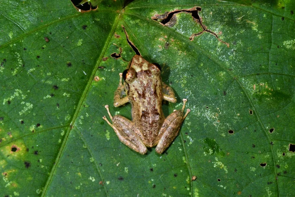 Common coqui, a small mottled brown frog with toe pads, sitting on a green leaf