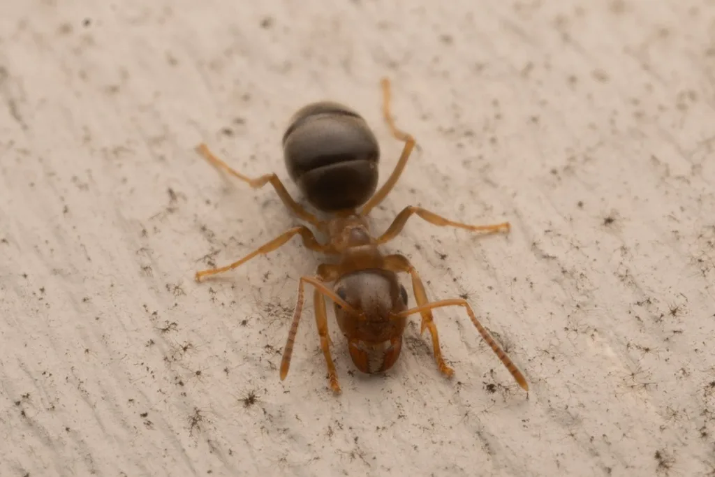 Cornfield ant worker, a small brown ant with a rounded dark abdomen, on a pale surface