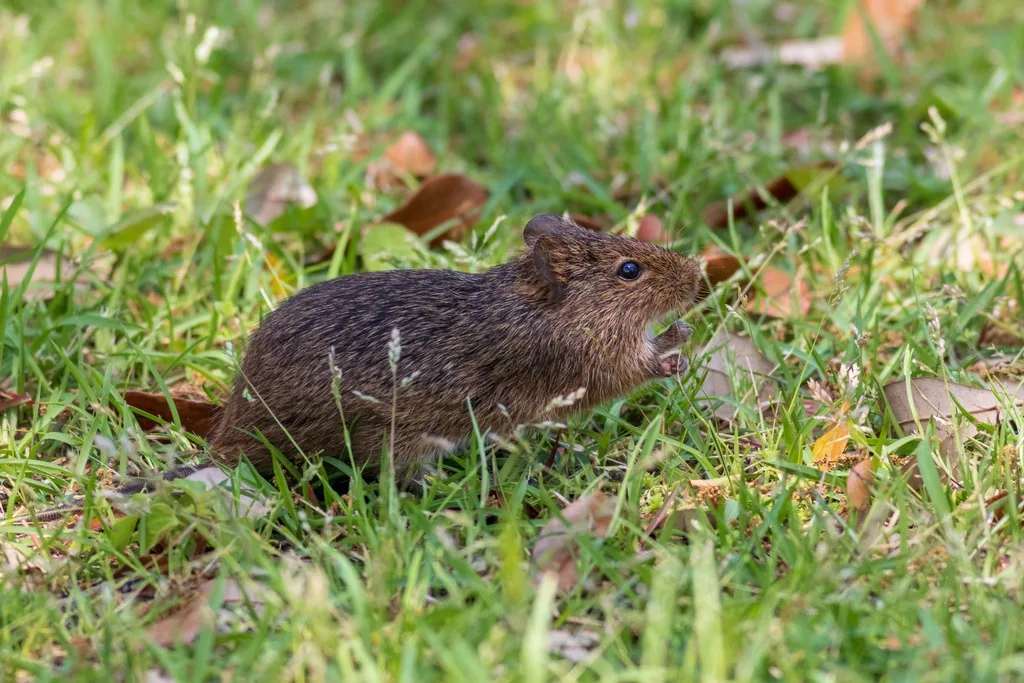 Hispid cotton rat with coarse, grizzled dark-brown fur and small rounded ears, standing in short grass and leaves