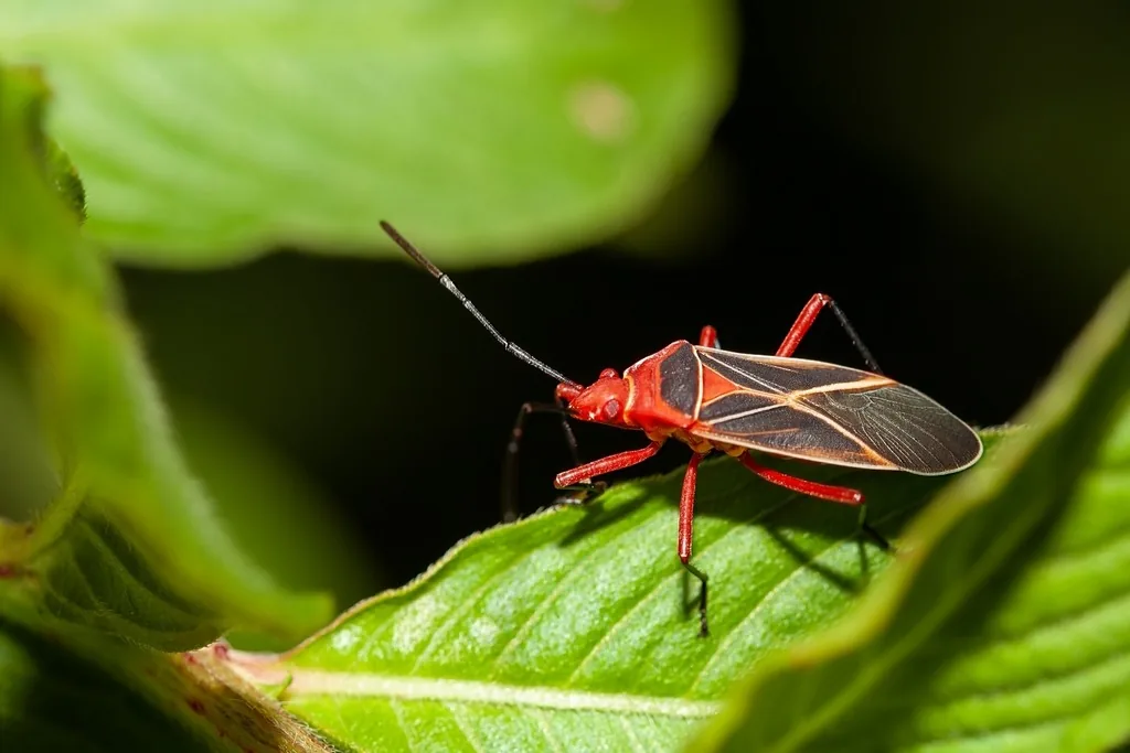 Cotton stainer, a slender red and black bug with pale lines, on a leaf