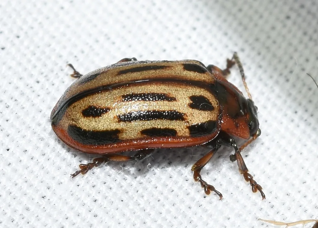 Cottonwood leaf beetle, yellowish with broken black stripes and a black, red-edged thorax