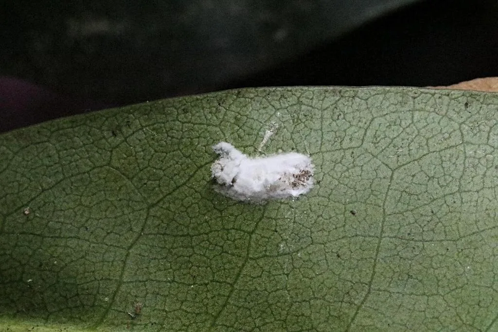 White cottony egg sac of a cottony camellia scale on a leaf underside