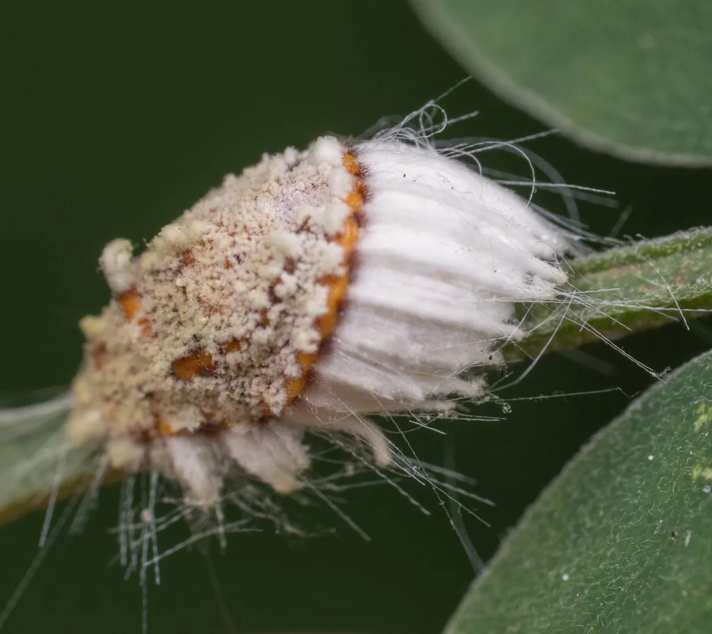 Female cottony cushion scale, an orange-brown scale insect attached to a large white, fluted cottony egg sac