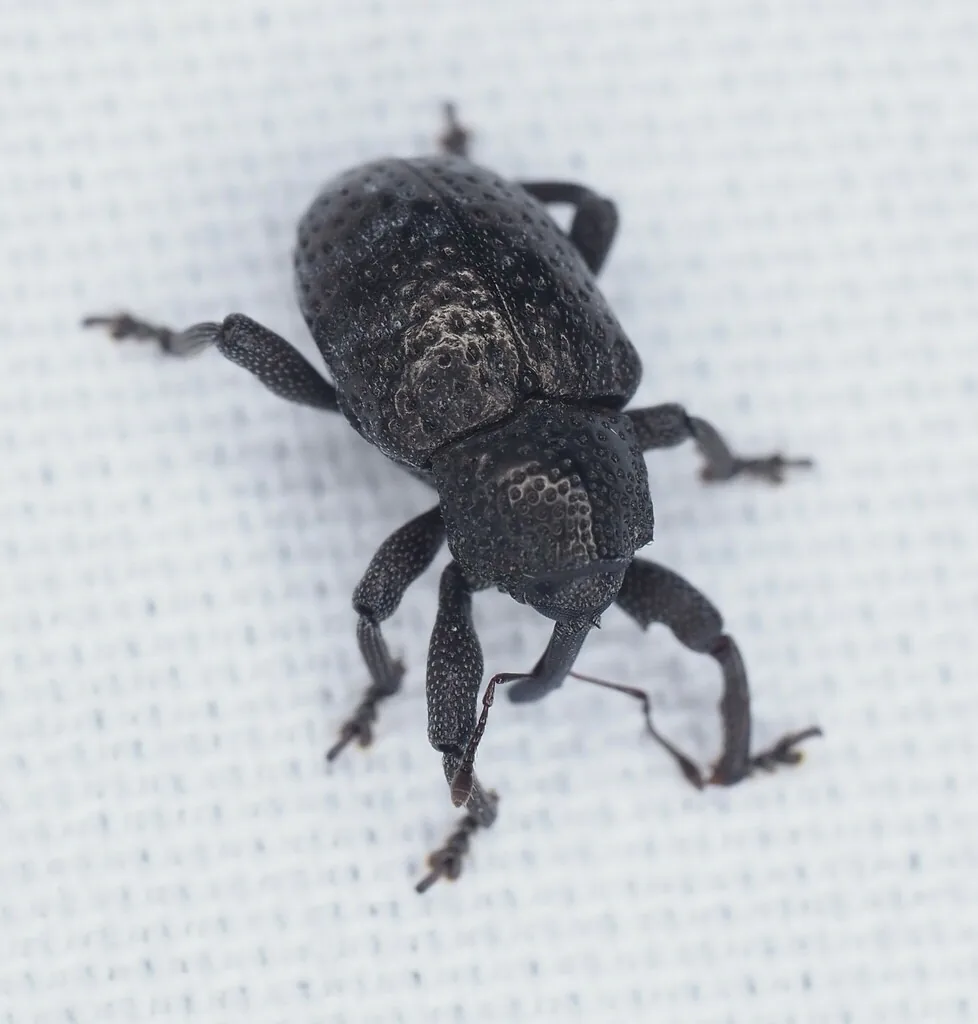 Cowpea curculio, a small humped black weevil, on a white surface