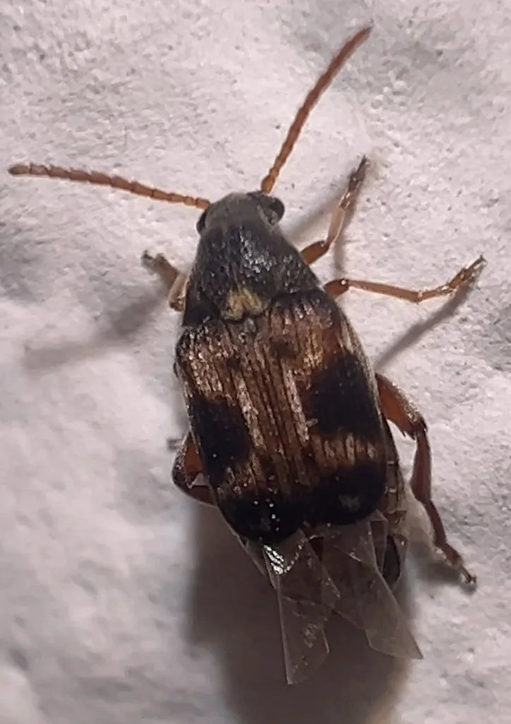 Cowpea weevil, a small brown seed beetle with dark spots