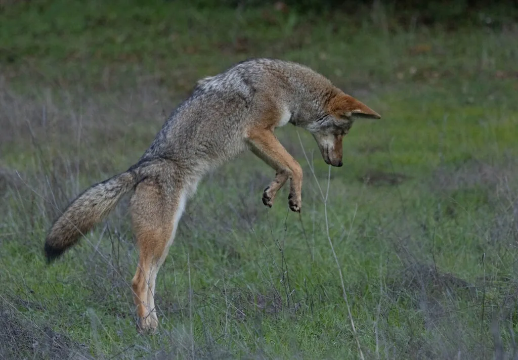Coyote with a gray-brown coat, tall pointed ears and bushy tail leaping to pounce on prey in a grassy field