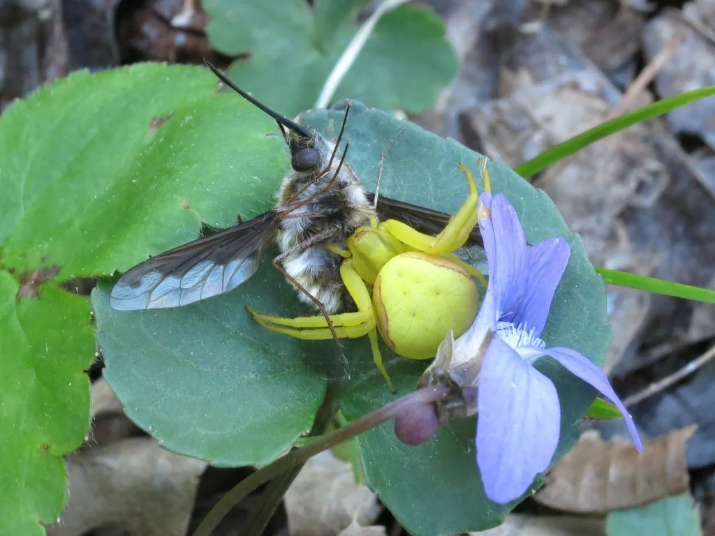 Yellow goldenrod crab spider with a round abdomen holding a captured bee fly on a leaf beside a pale violet flower