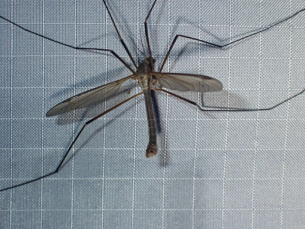 European crane fly with a long, slender tan body, narrow wings and very long legs, resting on a window screen