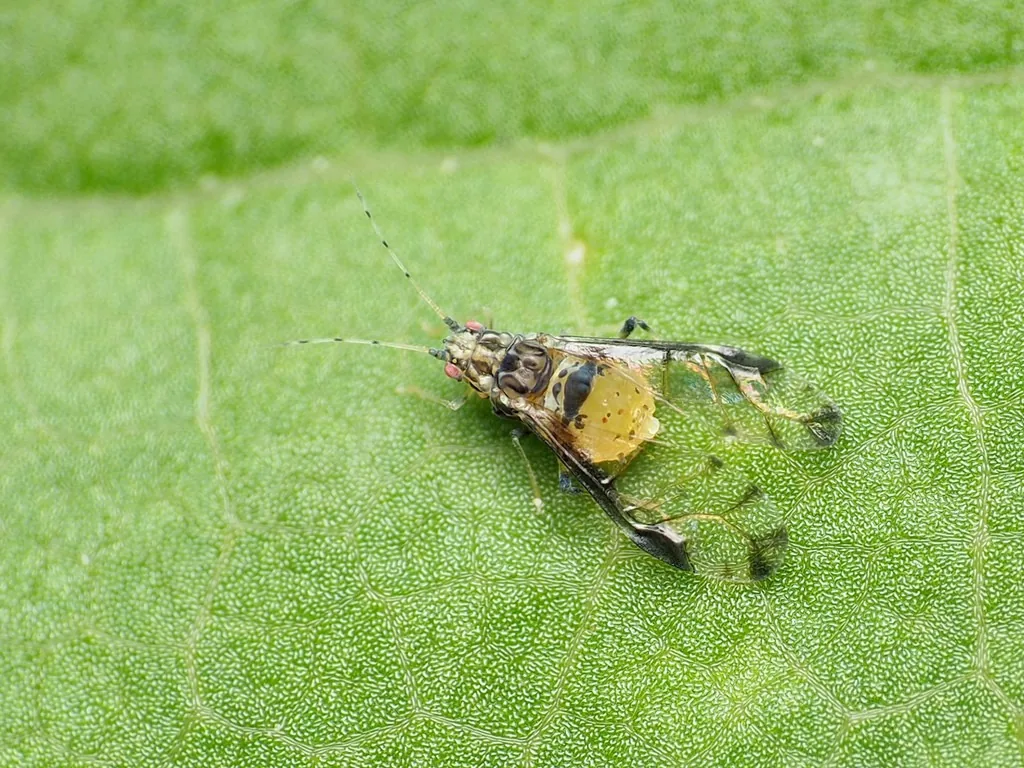 Small yellow crapemyrtle aphid with dark-marked wings on a green leaf