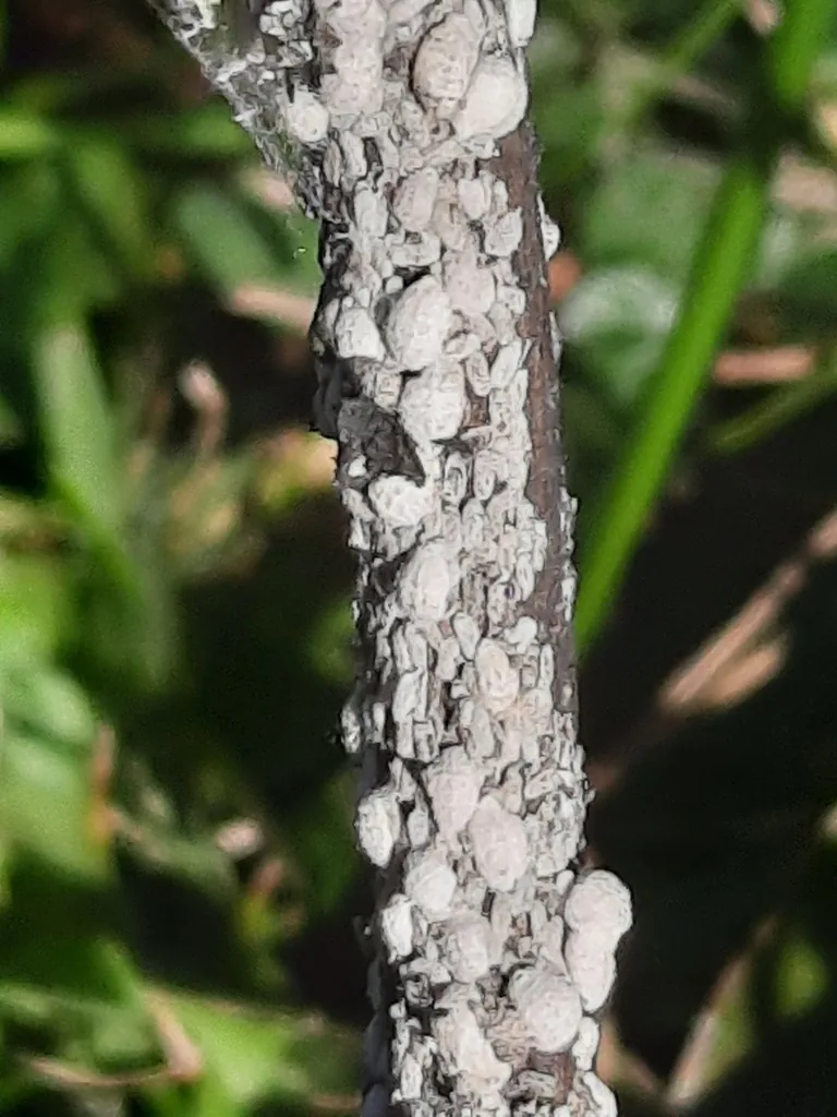 Crapemyrtle bark scale, dense white felt-like scale coverings crowded along a crape myrtle branch