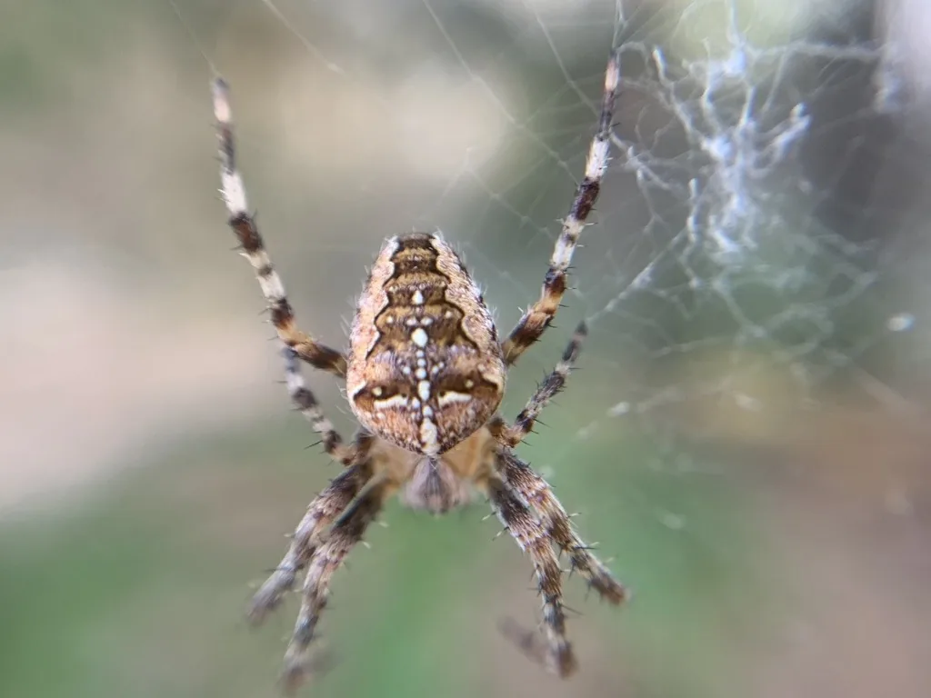 Cross orbweaver in its web, showing the pale spots that form a cross on its brown abdomen