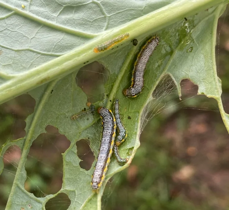 Cross-striped cabbageworm caterpillars, bluish gray with black cross-bands, on a brassica leaf riddled with holes