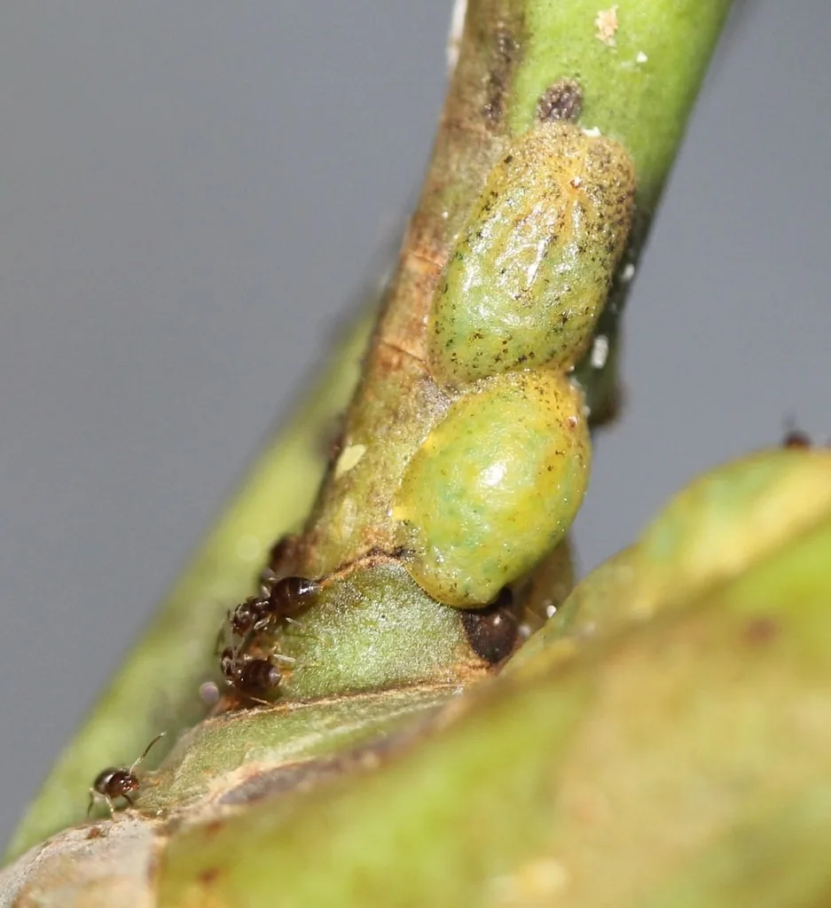 Croton scales, yellow-green oval soft scales, on a plant stem