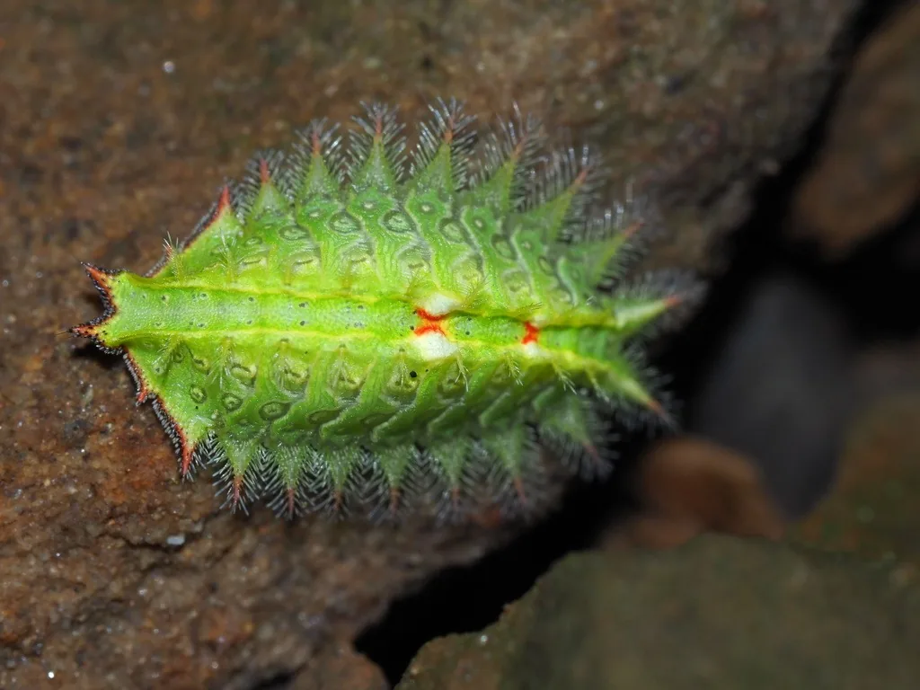 Pale green, flattened crowned slug caterpillar fringed with spiny plumes, with small red marks on its back