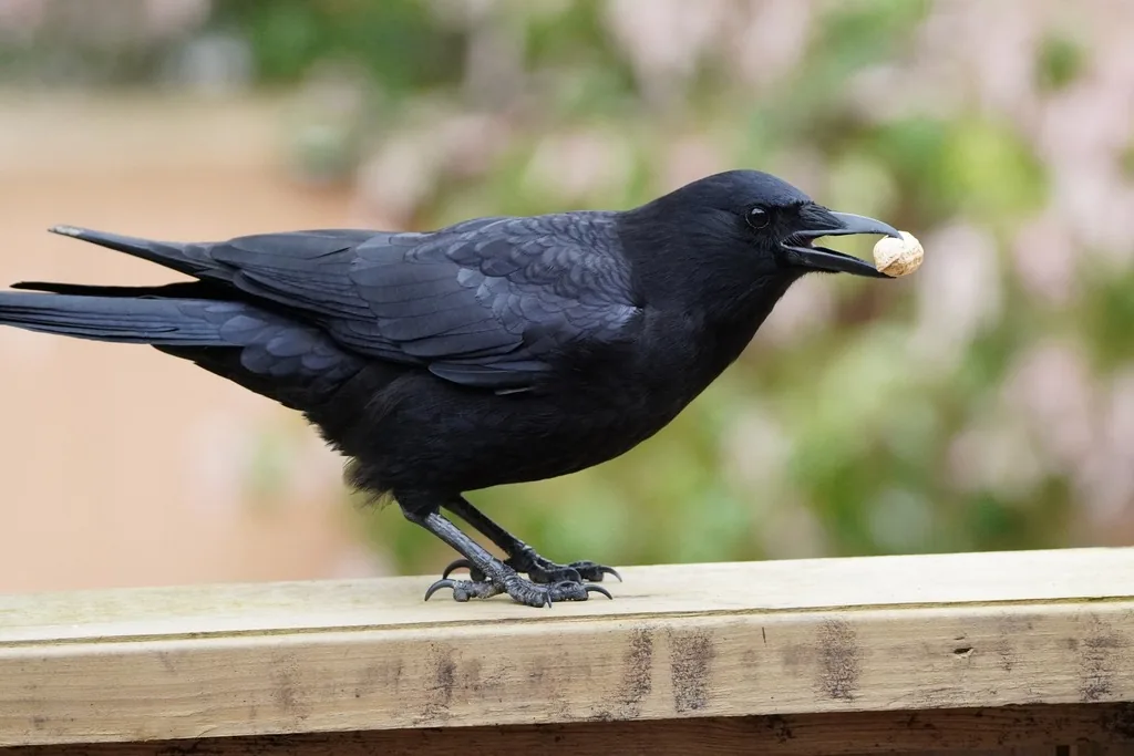 American crow, glossy all black with a stout black bill and black legs, standing on a wooden rail with a peanut in its beak