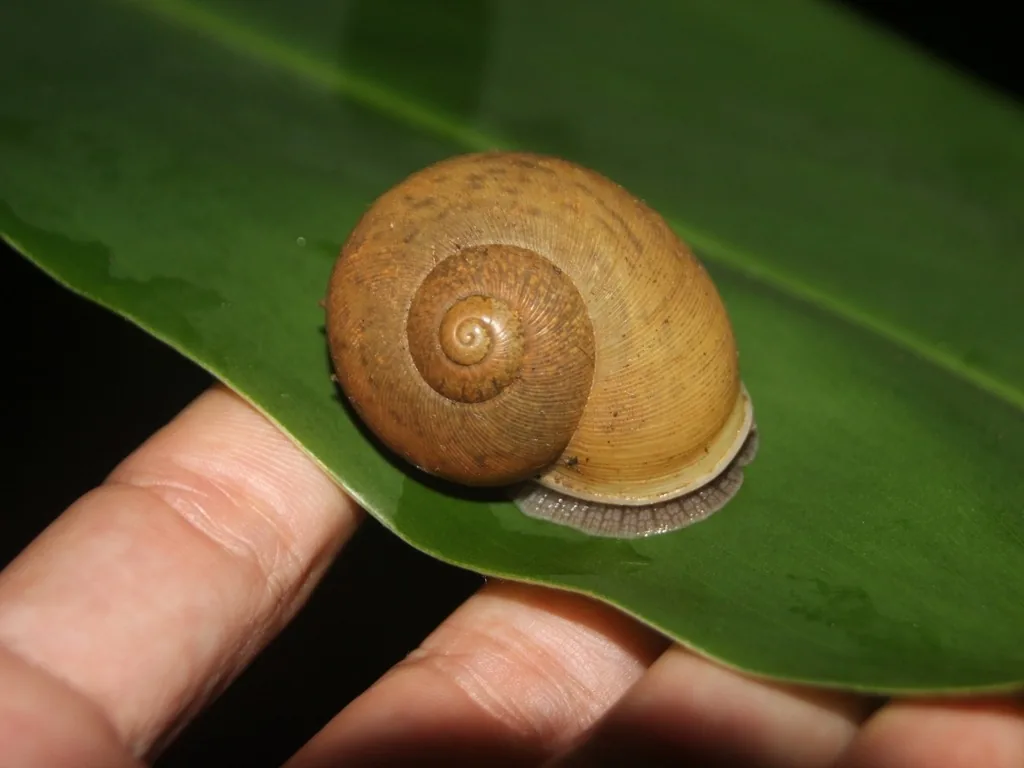 Cuban brown snail with a yellowish-brown, finely ribbed shell, on a leaf