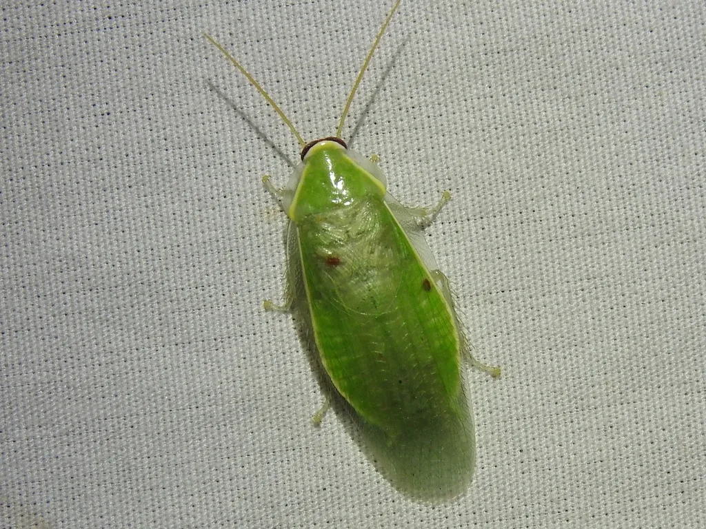 Adult Cuban cockroach, a pale green roach with long antennae and a thin yellow edge on its head shield, resting on white fabric