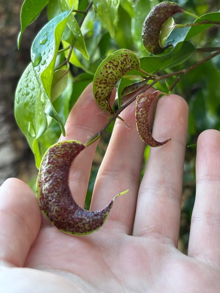 Ficus leaves curled into pocket galls by Cuban laurel thrips