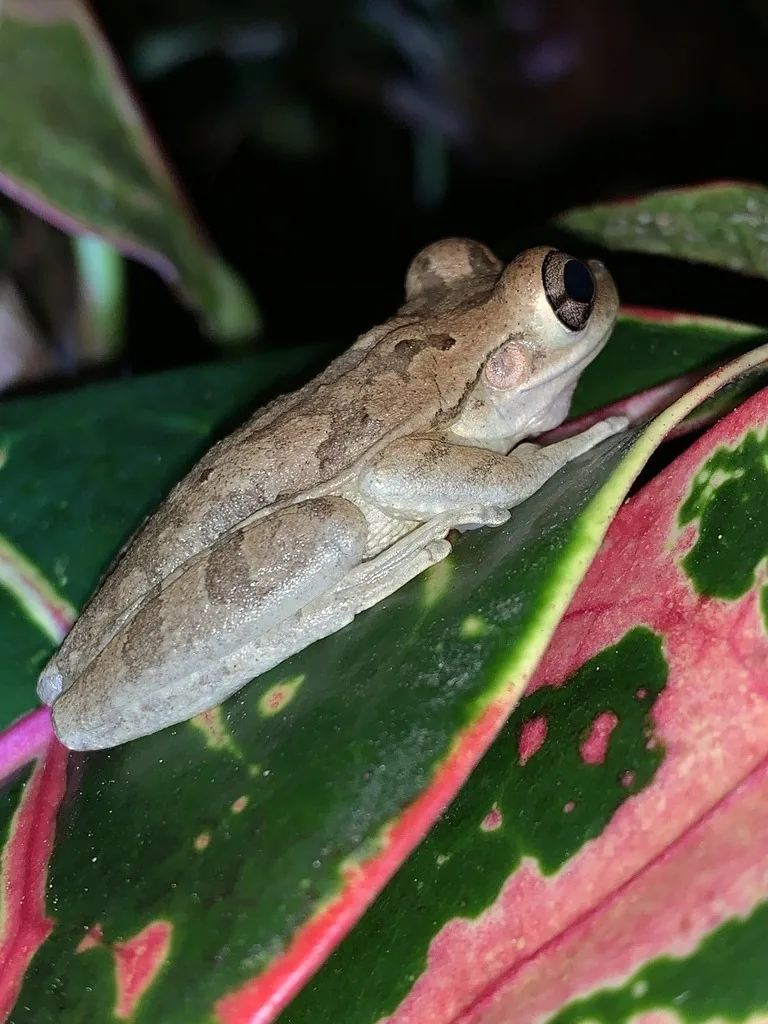 Adult Cuban treefrog, a light brown warty frog with big bulging eyes and broad toe pads, resting on a pink and green leaf