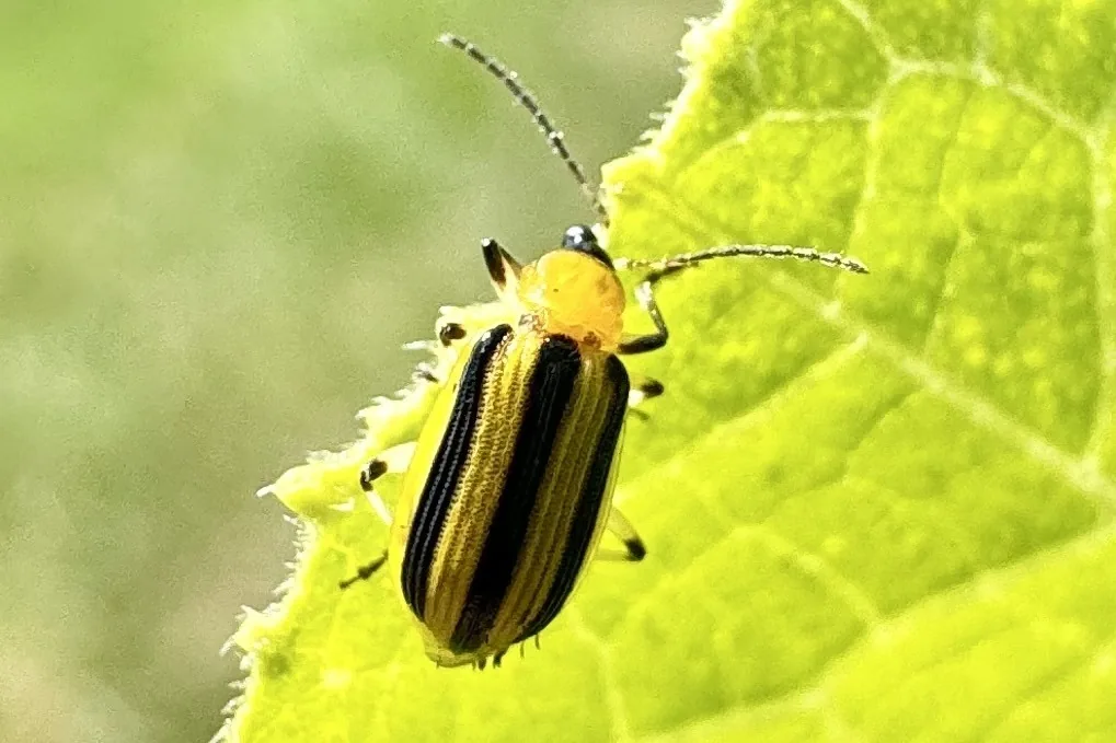 Striped cucumber beetle with yellow wing covers, three black stripes, an orange area behind its black head and long antennae, on a pale green leaf