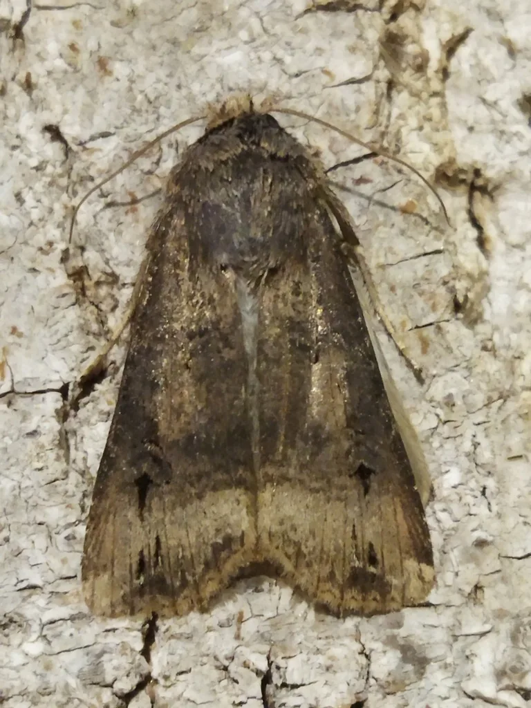 Adult black cutworm moth, the parent of the black cutworm caterpillar, dark brown with mottled forewings, resting on pale bark