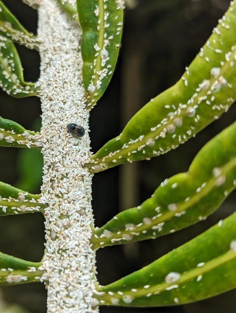 Cycad frond whose midrib is coated in a white crust of cycad aulacaspis scales