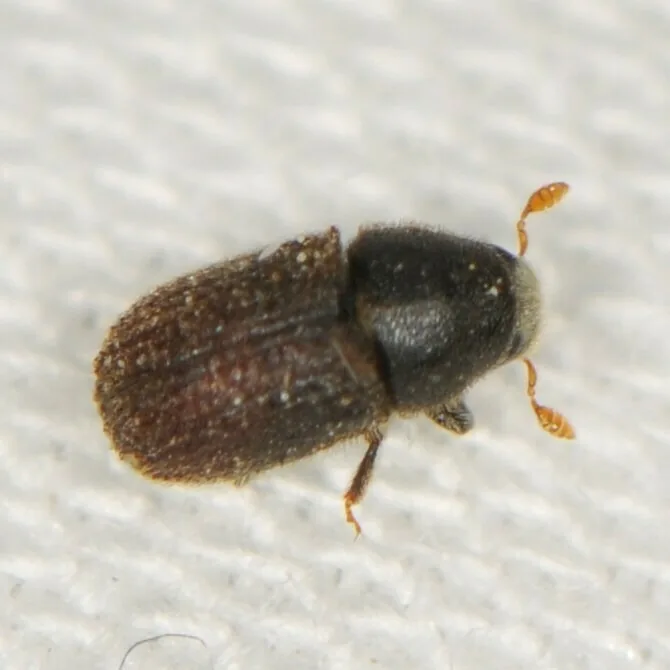 Cedar bark beetle, a tiny brown Phloeosinus beetle