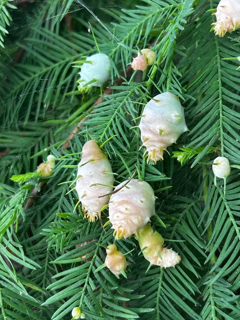 Cluster of whitish, pineapple-shaped cypress twig galls on bald cypress